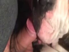 Fisting animal porn