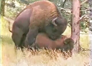 Bison-like animals slip away to enjoy some passionate fucking