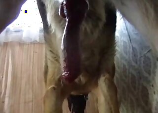 Dominant dude enjoys flip flopping action with his big-dicked dog