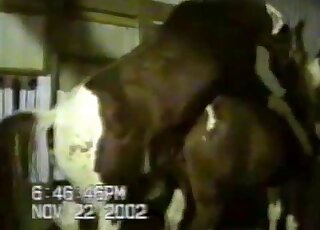 Barnyard porn movie showing two very sexy animals getting it on