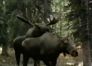 Deer fucking session featuring the hottest animals that screw hard