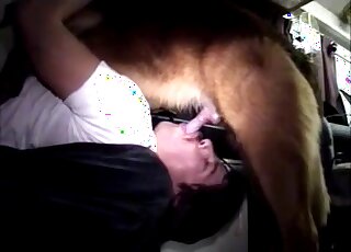 一個穿著白T恤的男人倒立著深喉吞嚥那根動物的陰莖