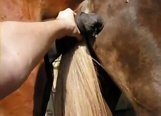 Amazing horse fuck movie with a brown mare that wants real orgasms