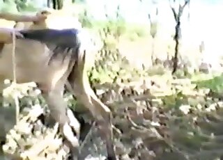 白馬從後面激情地操著一匹性感母馬