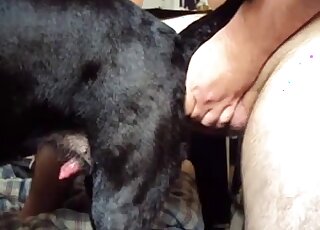Sexy black dog is getting fucked by a pale zoophile with a nice peen