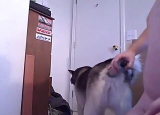 在一段變態色情影片中，狗的緊緻肛門被假陽具插入。