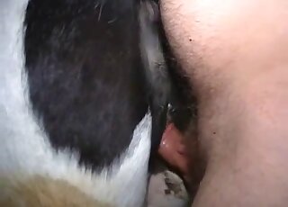 Dude fisting an animal's hole prior to fucking it with his veiny cock