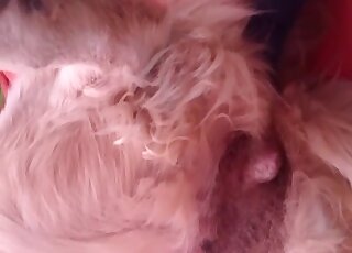 Sexy animal's pussy getting proved in a hot zoophilic sex scene