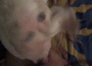 Dog porn with a guy that guides his hard cock in an animal's hole