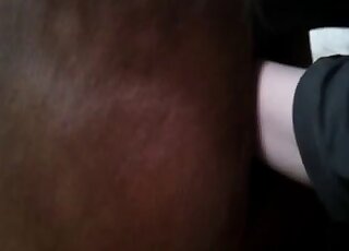 一匹棕色母馬的陰部正被一個好色的戀獸癖者用拳頭猛插。