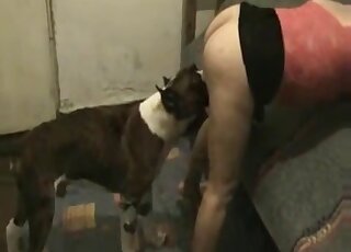 穿著色彩鮮豔上衣的苗條女孩準備被狗以傳教士體位性交