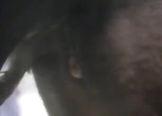 Horny zoophile dude is inspired by these animals and how they fuck