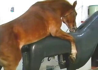 一匹棕色種馬想在教育色情影片中射精