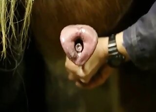 Seasoned zoophile dude jerking a beast's dick to the fucking limit