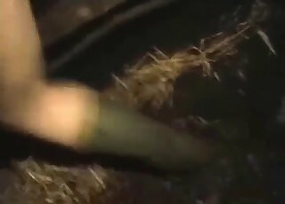 Amateur video of animal in heat wanting to have hardcore sex