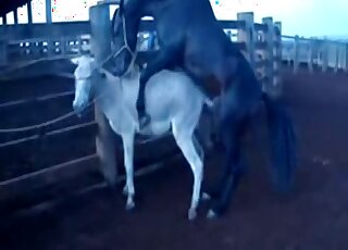 牧場主人引誘一匹巨大的黑馬進行動物間的交配