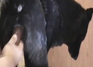 Black female dog gets canine pussy drilled hard with sex toy