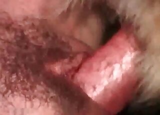 Fluffy dog's hard cock gets deep inside zoophile slut's mouth