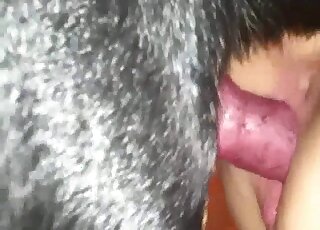 Close-up on hard dog dick while entering slippery wet pussy