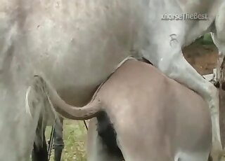 業餘攝影機拍下了發情驢交配的畫面。