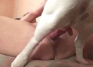 Brown spotted white dog fucks horny blonde on the couch