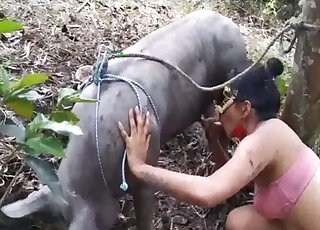 一段影片顯示，一隻拉丁裔美洲獅在森林裡吸吮著一根長長的豬鞭。