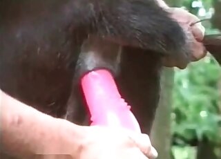 Zoophile stuffs rubber dildo inside dog's twat in zoo porn
