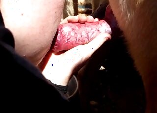 Cute babe taking care of a sensationally large animal penis here