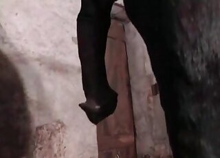 Zoophile enjoys being fucked hard by an aroused horse's hard shaft