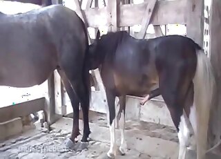 Rough sex between horses while horny zoom lover sits and watches