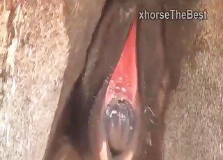 驢交配會讓有戀獸癖的人上癮，從而更渴望性愛。