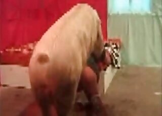Nasty zoophile gets fucked by a big fat pig during XXX zoo porn