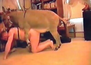 Aroused donkey fucks dirty-minded zoophile from behind at home
