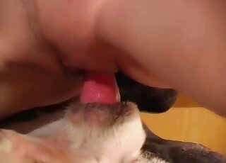 Tasty dog dick makes thin redhead ride it until the last drops