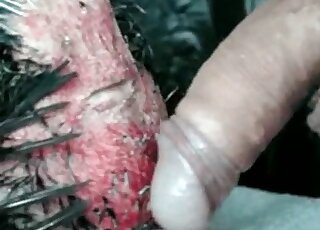 Perverted dude stuffs his erected dick inside tight hole of a hen