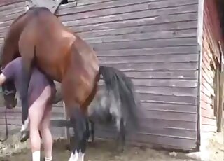 Brown stallion using its penis to punish a male zoophile outdoors