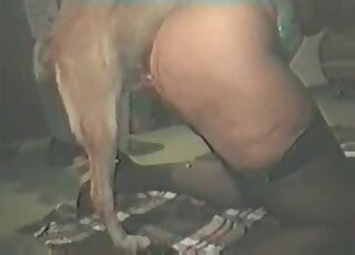 一對戀獸癖夫婦在動物園色情片拍攝過程中與狗發生了性關係