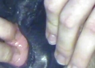 Close-up session exposes the way a dude is playing with horse's cunt