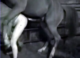 Passionate zoo porn demonstrates as zoophile gets banged by a horse