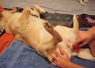 變態戀獸癖者將橡膠性玩具塞進自己狗的緊緻肛門裡