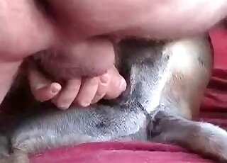 Naughty zoophile fucks tight pussy hole of a dog in bestiality porn