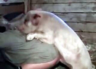 Aroused pig bangs ass of a zoophile from behind in a kinky bestiality video