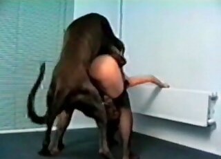 Black lingerie lady fucks a dog in a standing doggystyle position here