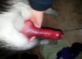 Huge red cock of a canine makes the slutty girl mad with lust