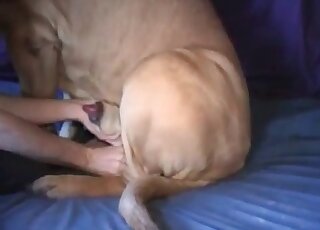 Perverted dude jerks off a canine’s cock in a wild zoophilia action