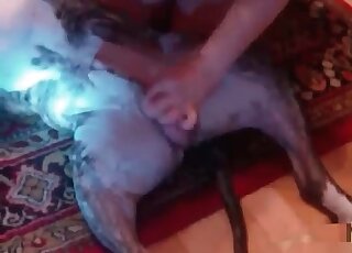 Brunette slut teases and stimulates her dog’s dick in a homemade video