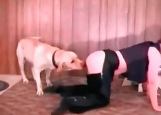 Big dog can’t wait to fuck soaking twat of a sexy looking MILF