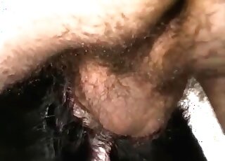 Dude with a huge hairy cock fucks a canine and gets orgasmic pleasure