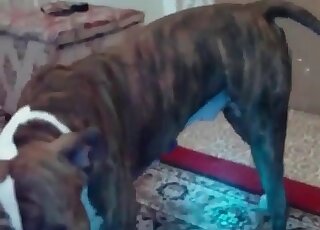 Trained canine drills holes of mature bitch in a zoo porn action