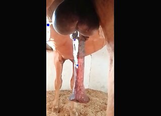 Pervert takes a video of a stallion’s cock getting hard ready for sex